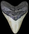 Bargain, Megalodon Tooth - North Carolina #66150-1